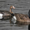 Greater White-fronted Goose